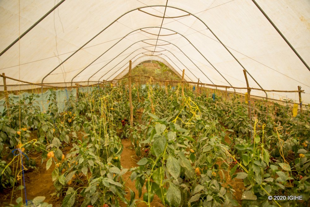 Farmers that were previously using traditional farming methods for the past 13 years were usually hit hard by droughts. 