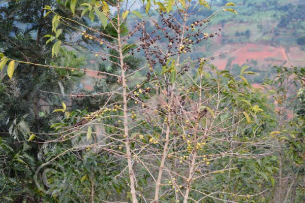 The gradual decline of coffee production and the low returns make the situation of millions of Burundians worrying.