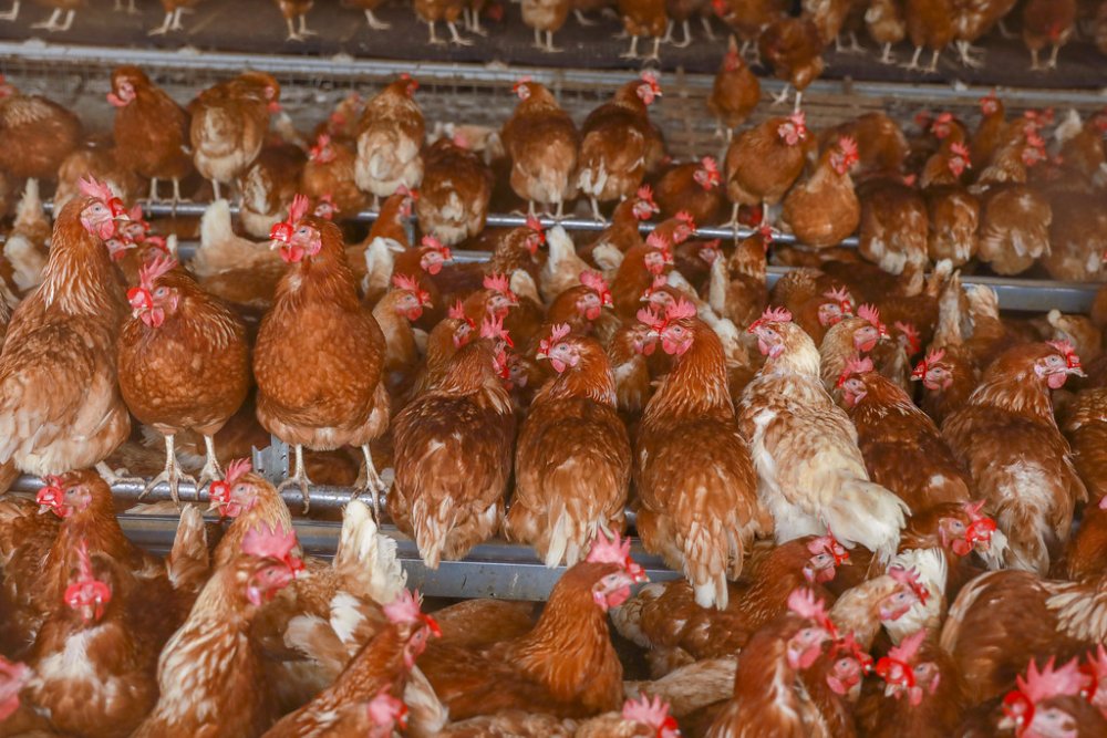 Poultry farming is among projects generating huge returns.  