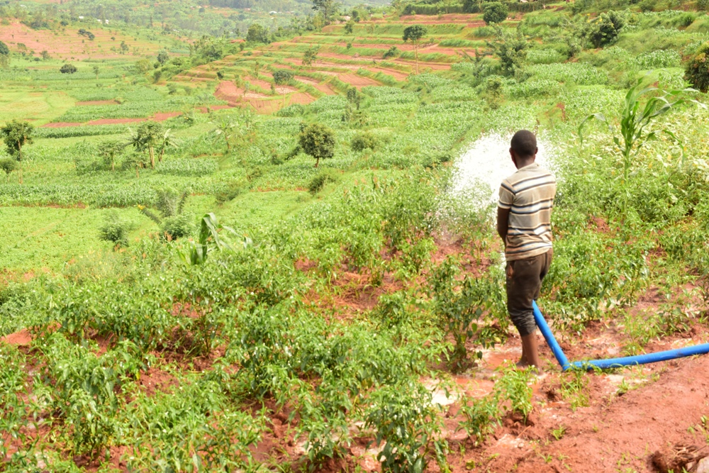 Rwamagana chili farmers request the Government to help them find market to recover the capital because some clients canceled their orders. 
