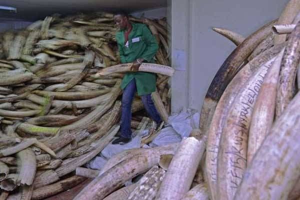 Confiscated ivory being moved and catalogued from an ivory stock room at the Kenya Wildlife Services headquarters in Nairobi on April 4, 2016. Namibia and Zimbabwe lost a bid to be allowed to sell their ivory internationally. 