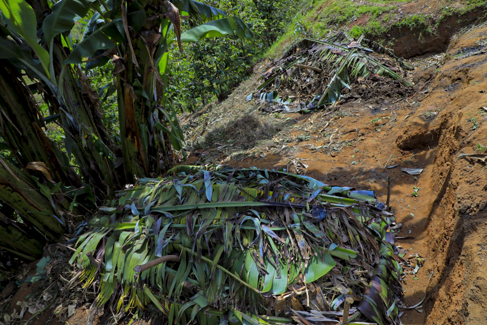 Coffee farmers also trained in making compost. 
