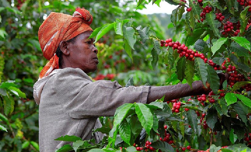 In the first quarter of 2025, coffee receipts soared by 159.1 percent.