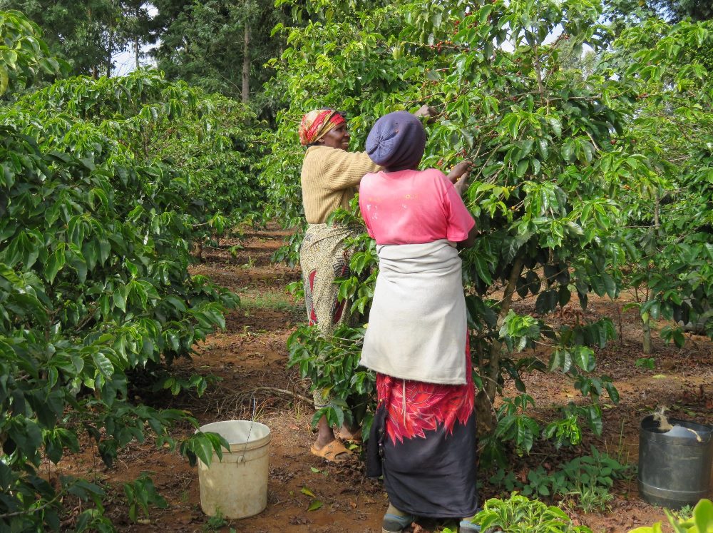 Women play a significant role in coffee farming activities: Net photo
