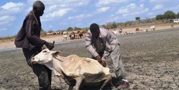 A livestock owner assisted to remove a cow stuck in a drying swamp in Bandari village at the Coast.