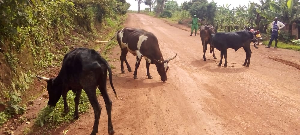The four cows were recovered on Monday.