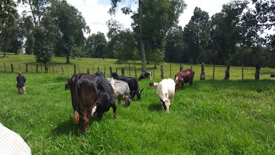 The executive secretary of Tabagwe sector has explained that they have tightened patrols to prevent livestock rustling.  
