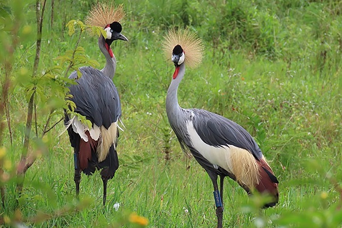 Under the agreements, the organisations will work together to protect cranes across a 24,904-square-kilometre area.