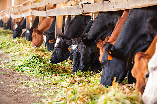 Livestock production is also expected to scale up to meet growing demand.