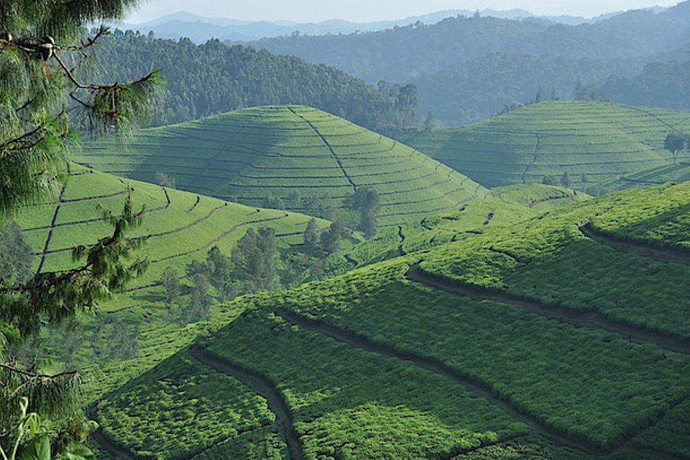 A portion of the funding will be allocated to climate change mitigation and adaptation projects. 