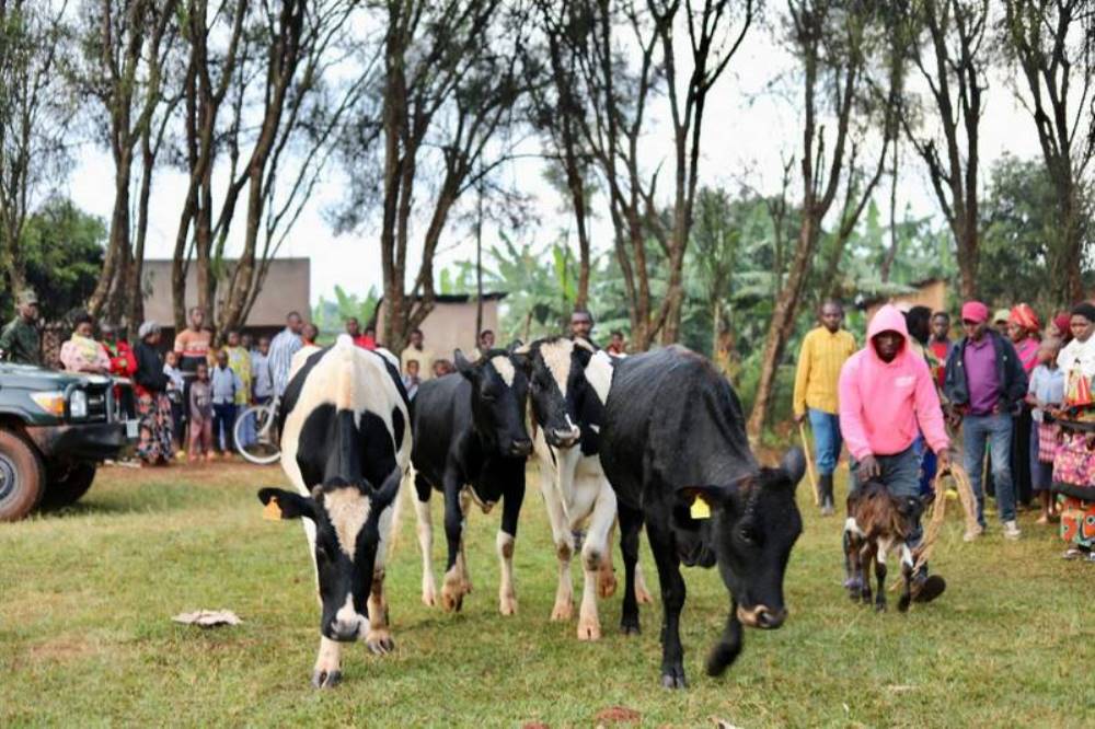 The five cows were donated to disadvantaged families on Tuesday. 