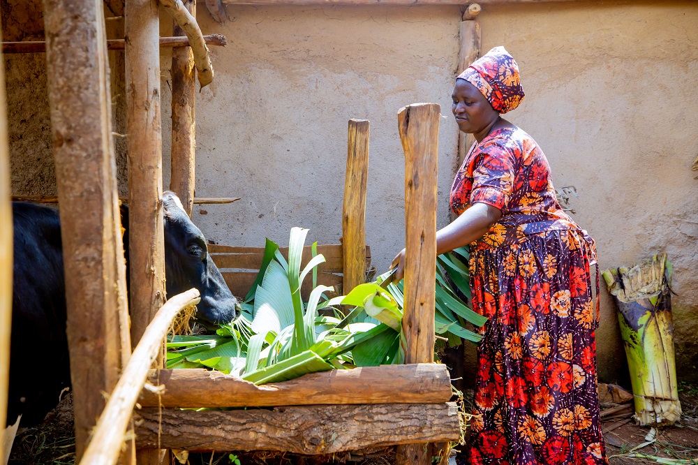 The manure from livestock has enhanced crop production.