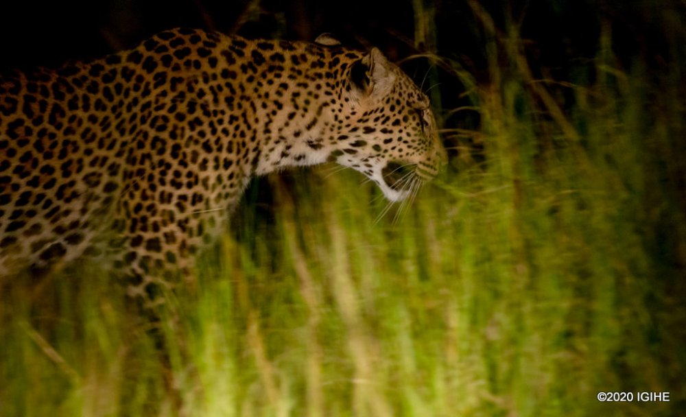 A leopard in Akagera National Park.