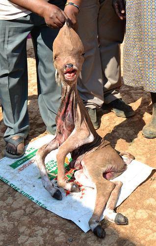 The calf which is claimed to resemble a human being. Photo: Daily Sun