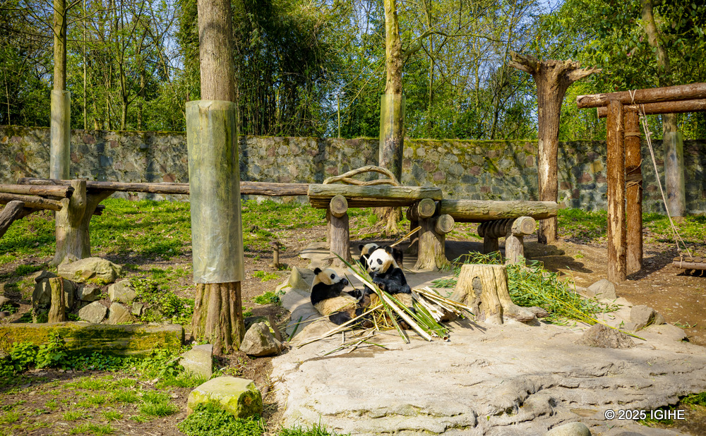 Despite being bears, 99 percent of a panda's diet is bamboo.