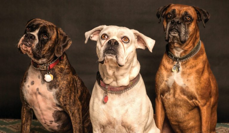 Dogs are believed to be faithful animals.