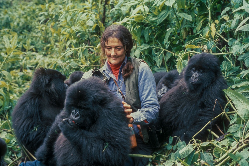 Fossey is recognized for her extensive work in wildlife conservation. particularly her dedication to protecting mountain gorillas.