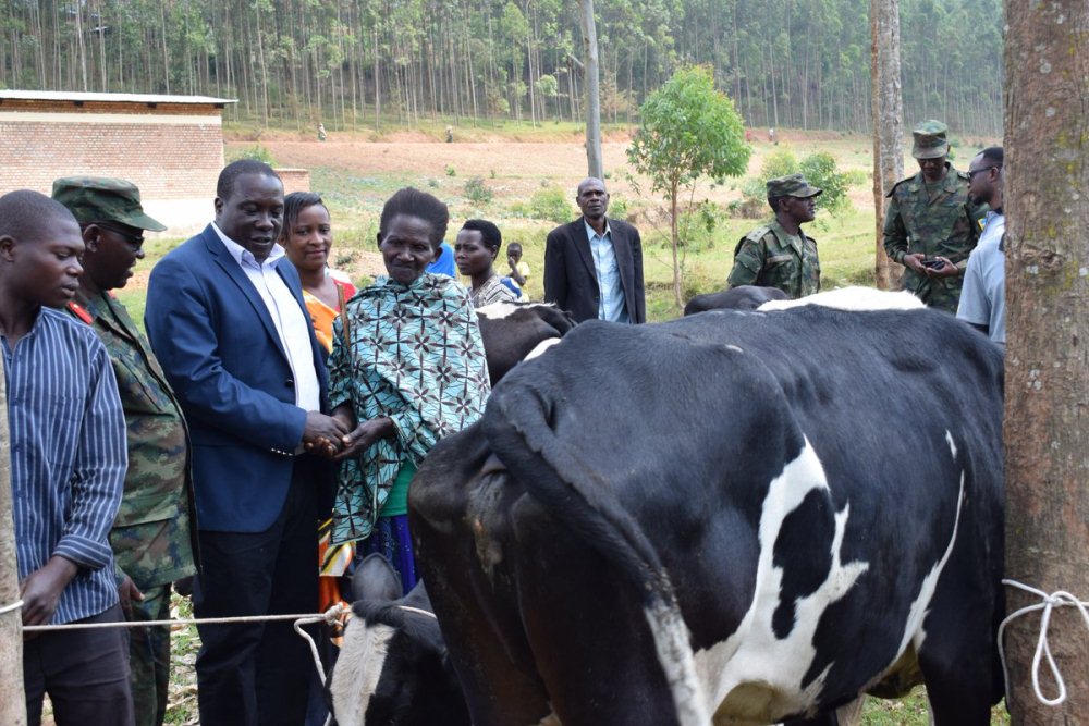 Governor Gatabazi hands cows to beneficiaries