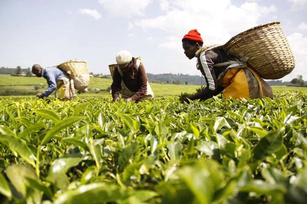 Tea pickers at Nandi Tea Estate Limited in Nandi Hills pluck tea leaves. At least 11 tea factories in Nandi County have been shut as the week-long tea workers' strike over the implementation of salary increments continues. 