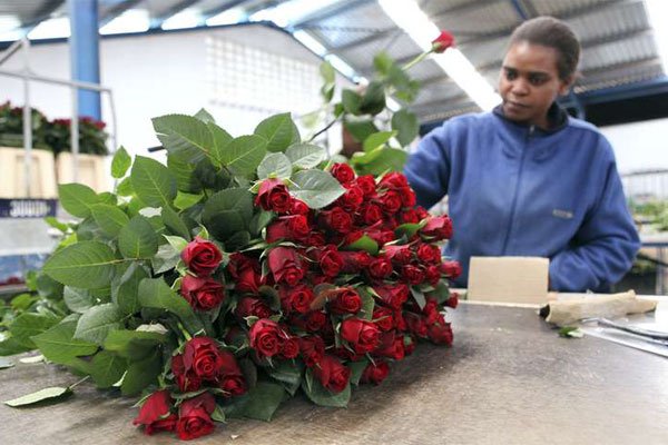A worker arranges roses for export to the European market. They form a part of Kenya's exports to the EU.