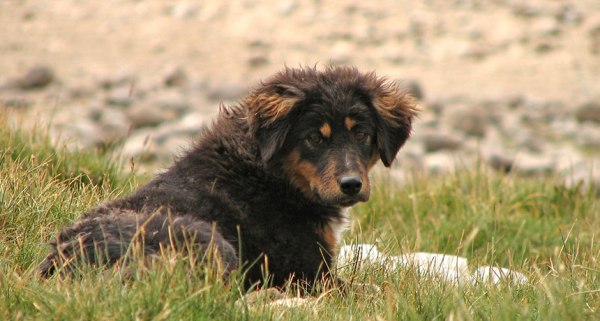 India has more than 30 million stray dogs, which can be a danger to people and wildlife alike.