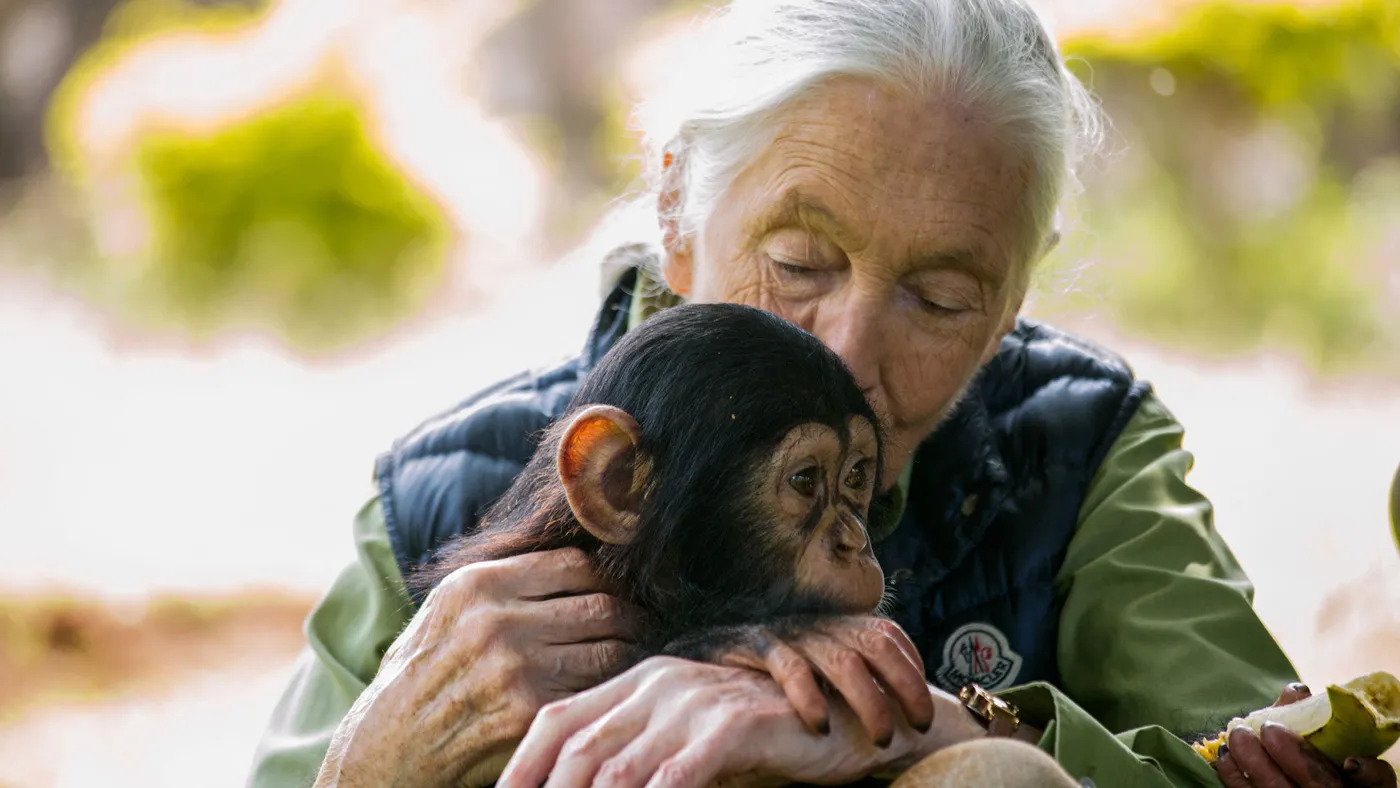 Dr. Jane Goodall, the world-renowned primatologist and conservationist who dedicated her life to protecting chimpanzees, died at the age of 91.