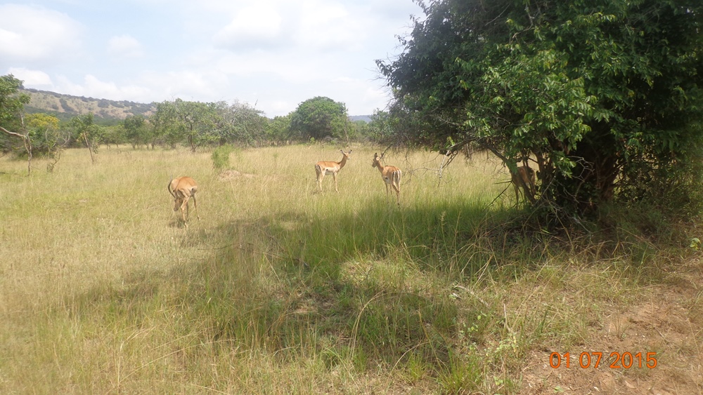 Antelopes in Akagera National Park in July 2015:Photo Théophile Niyitegeka