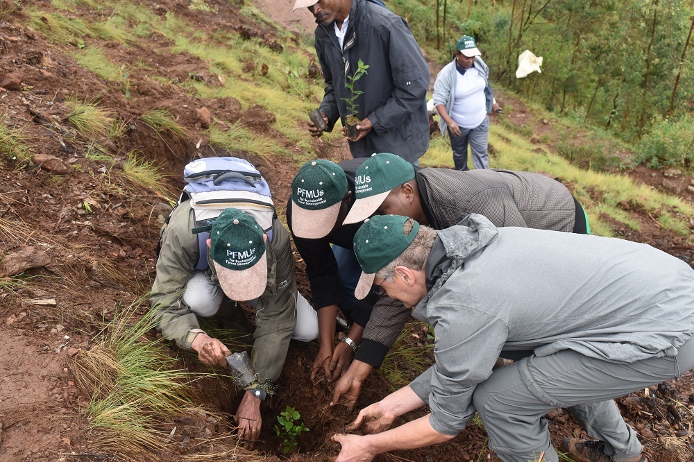 The trees will be planted on 29Ha on Kabeza site out of 850.37Ha in Rulindo, Gakenke, Gicumbi districts in the Northern Province, Rwamagana District