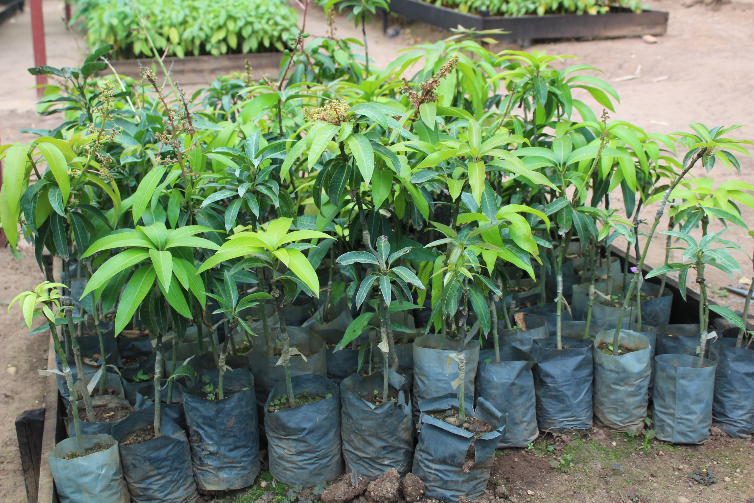 Fruit trees have not only been good supplements to nutrition, but also helped in environmental protection and conservation.