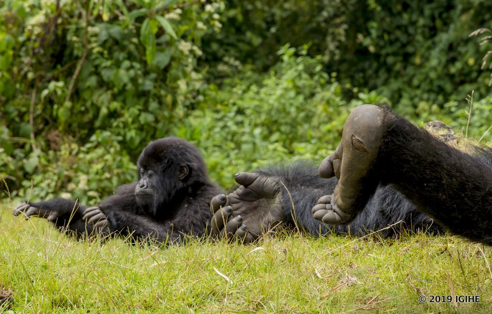 Rwanda has removed COVID-19 test requirement for tourists visiting National Parks.