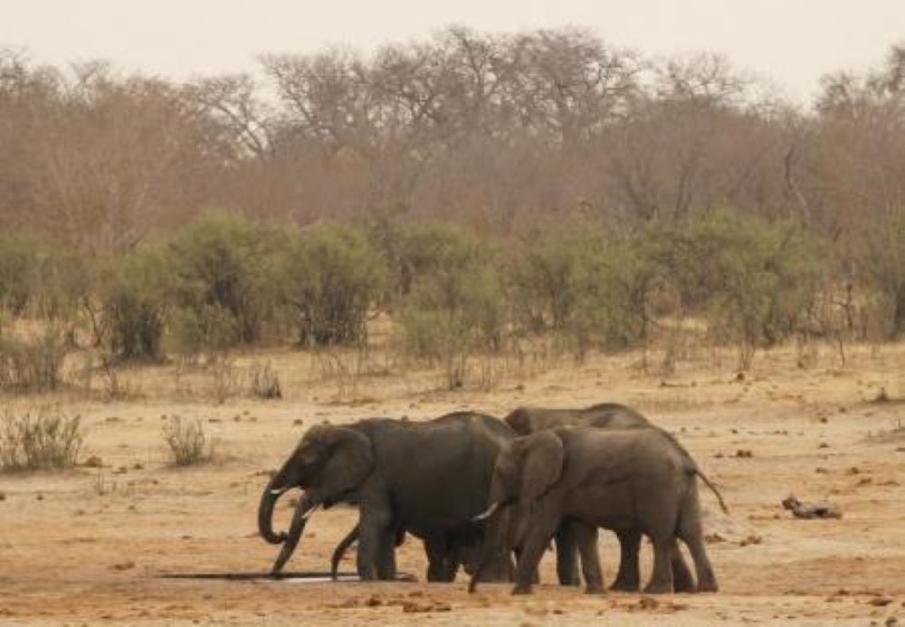 Reuters - A herd of elephants walk at a watering hole in Hwange National Park in Zimbabwe, September 29, 2015.