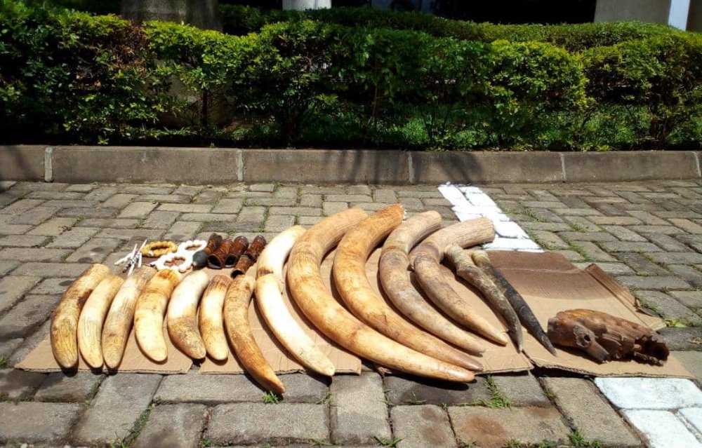 The 45kgs of elephant tusks have been seized in Rwanda.  