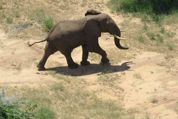An elephant in Kenya's coastal Tana River delta. Elephants in Tanzania's sprawling Selous Game Reserve could be wiped out within six years if poaching continues at current levels.