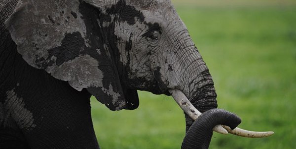 Kenya is among 25 African countries that have adopted a declaration demanding a total ban on ivory trade worldwide. 