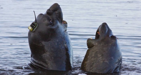 An elephant seal wearing a data tracker.