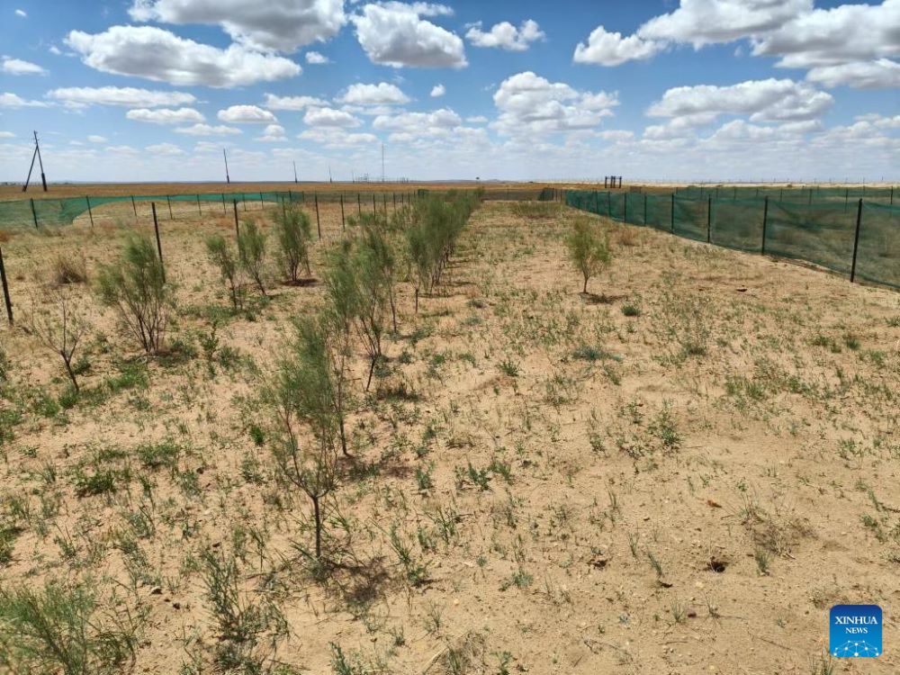 This photo taken in June 2023 shows a part of the experimental demonstration zone for ecological restoration of desertified grasslands jointly built by Chinese and Mongolian scientists on the northern outskirts of Choir, capital city of Mongolia's Gobi Soumber Province. (Xinjiang Institute of Ecology and Geography/Handout via Xinhua)