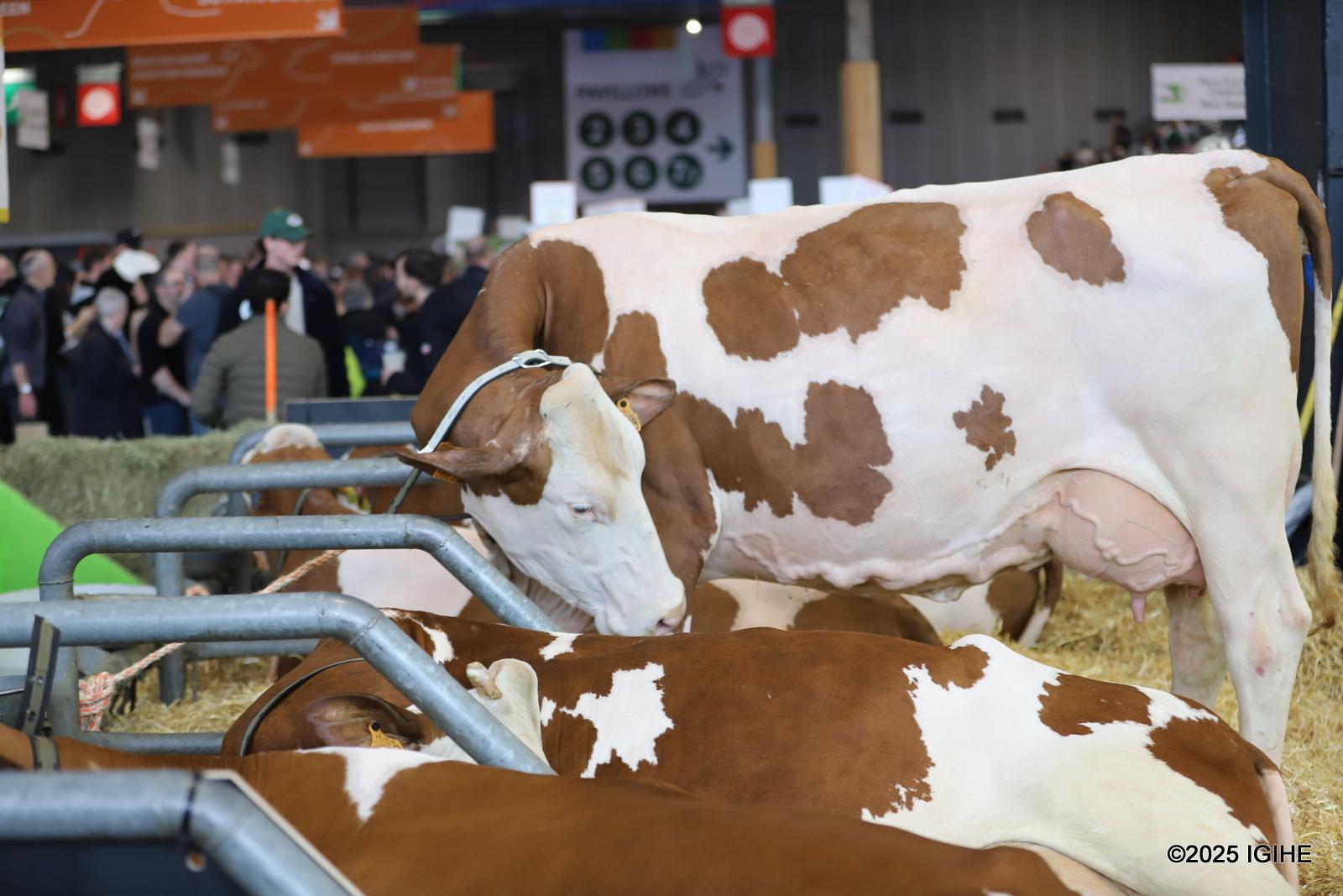 Livestock are also showcased at SIA.