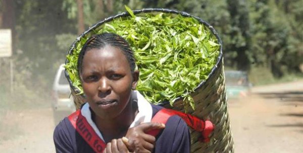 Tea, coffee, and cut flowers are some of the produce Kenya exports to Europe.