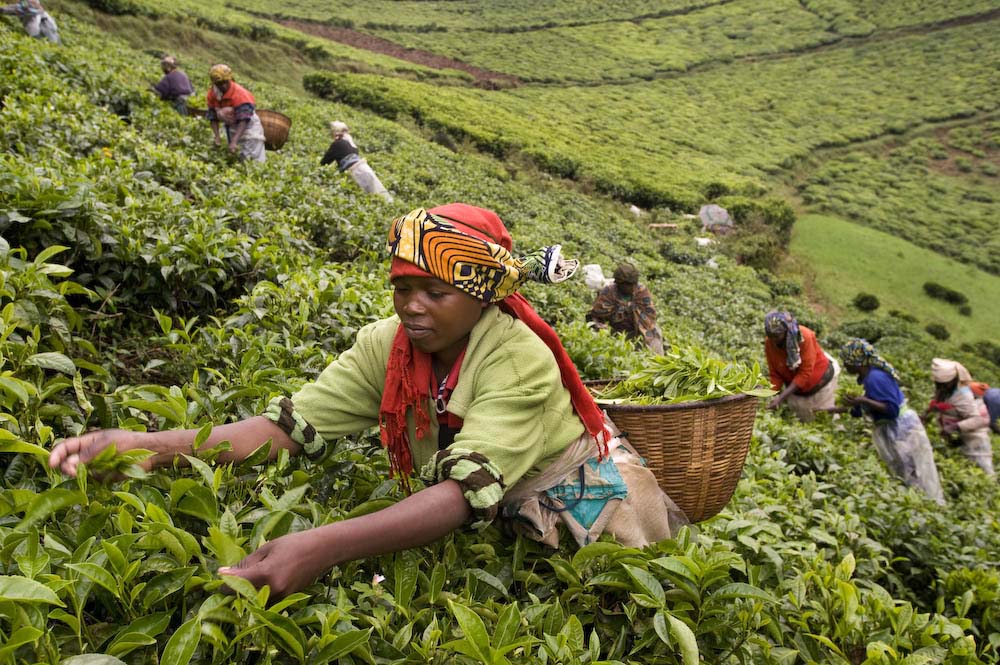Farmers harvest tea leaves