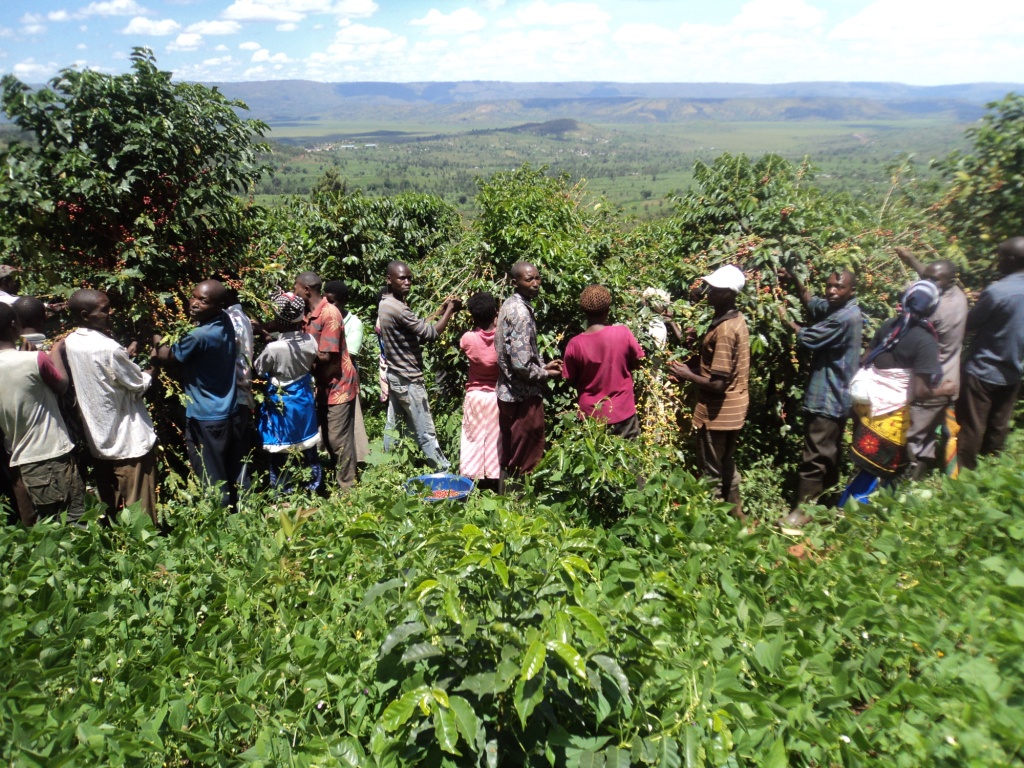 Farmers harvesting coffee in Kirehe District