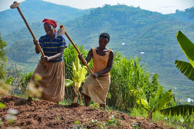 Agriculture is among sectors playing a key role to Rwanda's economic growth.Net Photo
