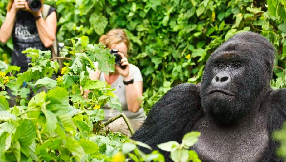 The number of tourists visiting gorilla sites in Rwanda grew by 29.4 percent to hit 25,927 in 2023.