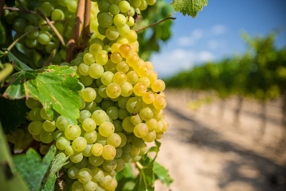 Xinjiang is one of China's main fruit-producing regions.
