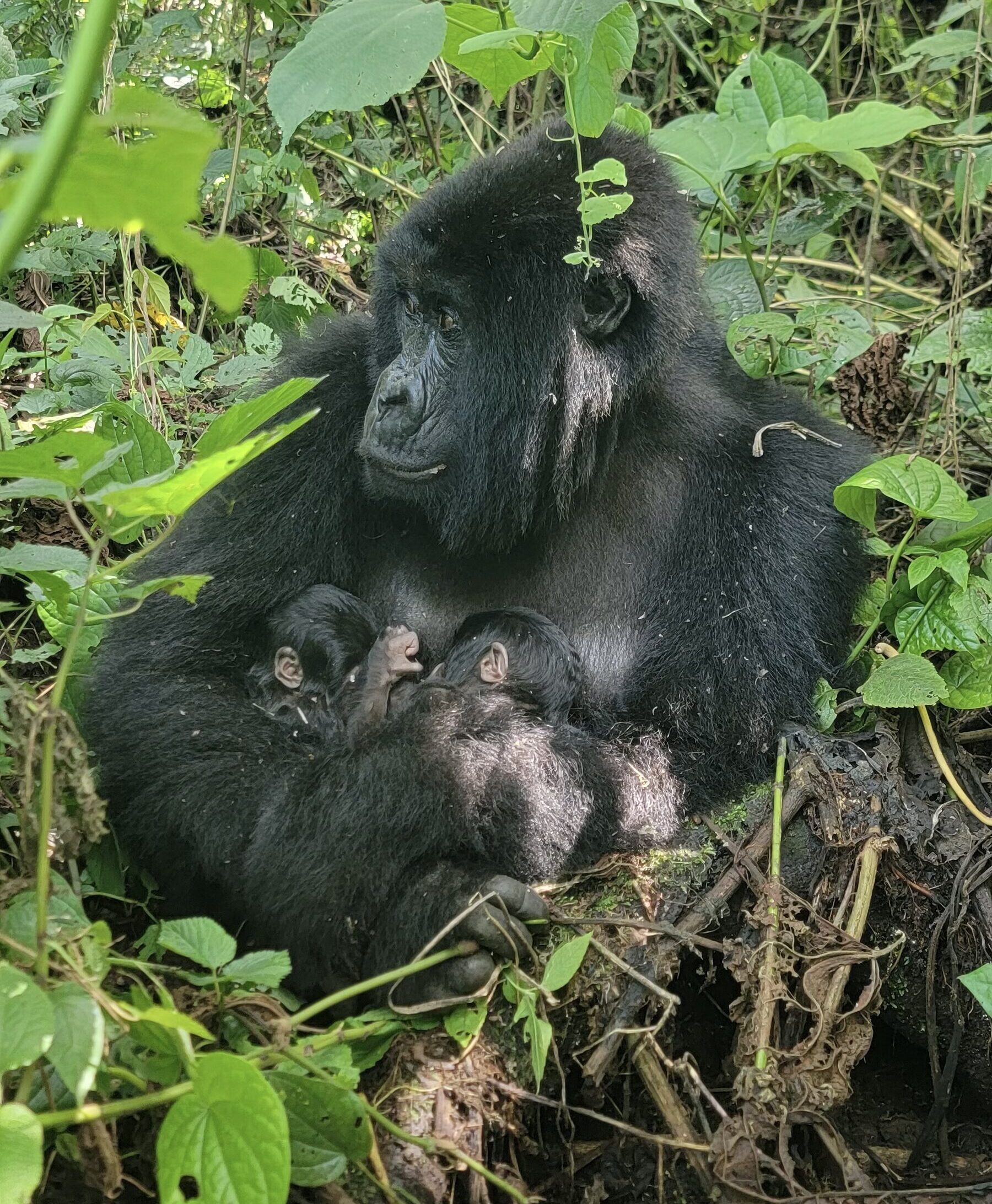 The twins, both males, were discovered on Saturday by community trackers, who observed 22-year-old female Mafuko cradling her newborns.