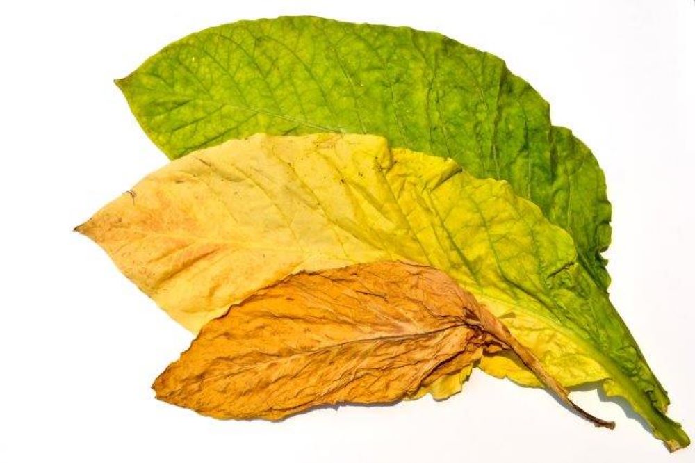 Tobacco is a plant cultivated for its leaves, which are dried and fermented to create various products.
