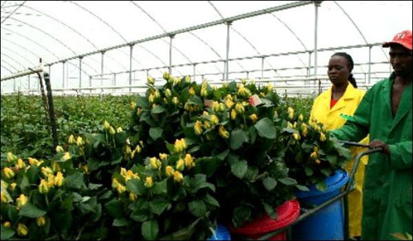 A rose flower farm in Kenya. The EU accounts for 31 per cent of Kenya’s export market, especially for cut flowers, tea, fresh vegetables and coffee. The EPA deal is expected to ensure continued duty-free and quota-free access to the EU for all EAC exports.