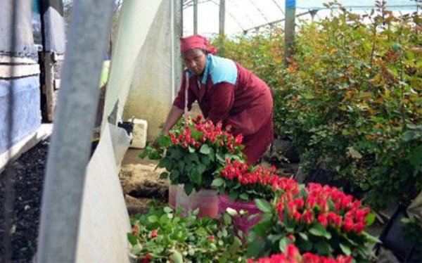 A worker packs flowers for export at Finlays in Naivasha, Nakuru County on February 10, 2015. Agriculture firms stick out as the ones who would take the brunt of the downturn in demand should Britain exit the EU.