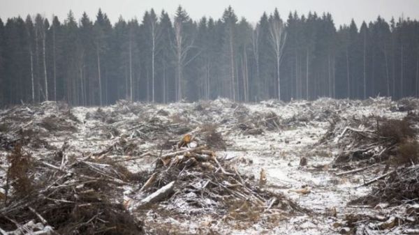 Every year about 12 million hectares (30 million acres) of woodlands are destroyed around the world