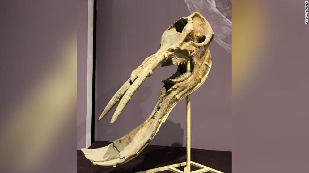 This fossil belonged to a 'shovel-tusker,' which roamed in large herds across Central Asia 13 million years ago.