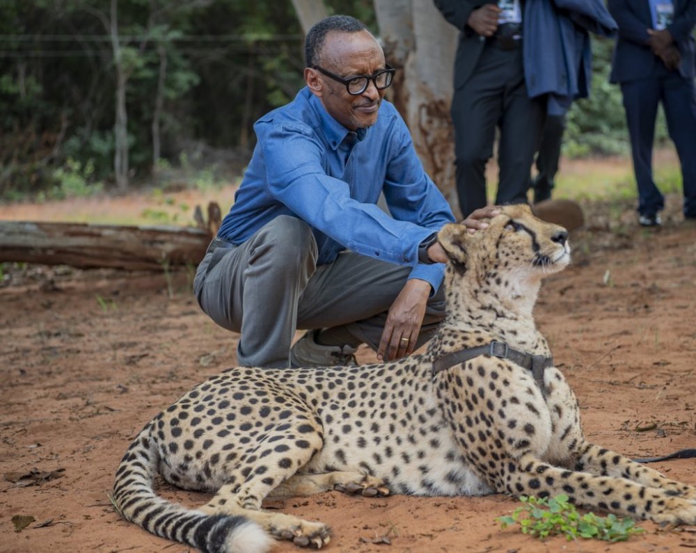 President Paul Kagame has been pictured touching a cheetah.